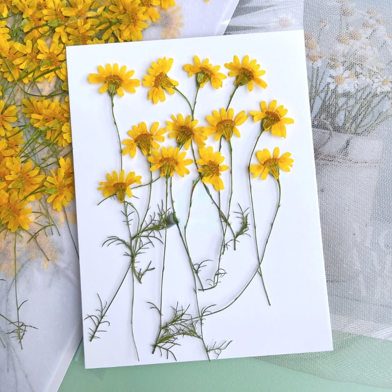 6-10cm/24개, 자연 압축 국화, 실제 카모마일  - Nail Art Natural 리뷰 및 가격